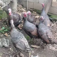 فروش بوقلمون