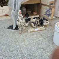 نیمچه گلین پنگونی بهترین نژاد