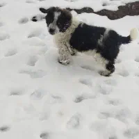 سگ فروشی با کفتر معاوضه می‌کنم