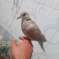کبوتر خانگی رام و دستی