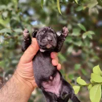 توله دالمیشن/نر و ماده