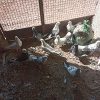 کبوتر‌|پرنده|جوادآباد, |دیوار
