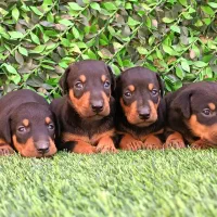 دوبرمن اروپایی اصیل پوست چرمی|سگ|تهران, پونک|دیوار