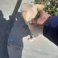 سگ کوچولو|سگ|سده (فارس), |دیوار