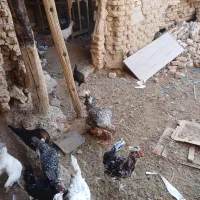 خروس|حیوانات مزرعه|خمینی‌شهر, |دیوار