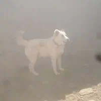 سگ مناسب گله نسل کشی وآغال دهن پاک