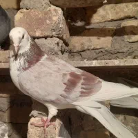 همه سالمند، عیبی ندارند.همه گشتی با شرط.|پرنده|خزل, |دیوار