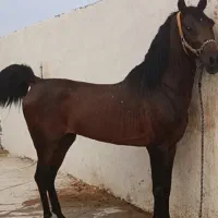 اسب کورد