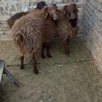 بره نر افشار