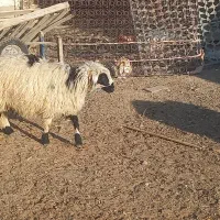 بره ریز|حیوانات مزرعه|مرودشت, پشت سایپا|دیوار