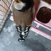 سهره|پرنده|تهران, انبار نفت|دیوار