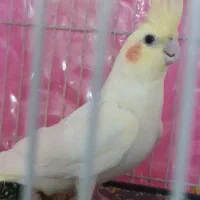 عروس هلندی ماده|پرنده|مشهد, فدک|دیوار