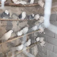 کبوتر پرشی|پرنده|جلیل آباد, |دیوار