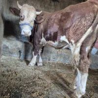 گوساله نر پرواری|حیوانات مزرعه|دره شهر, |دیوار