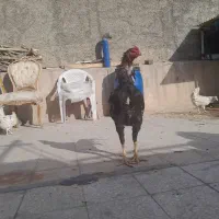 ۲عدد لاری یکی۹ماه یکی ۱۶ماه افغان ۷۰سانت|حیوانات مزرعه|تهران, خانی آباد نو شمالی|دیوار