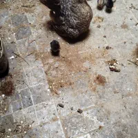 مرغ عربی شادگان