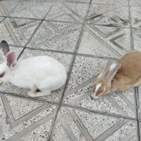 خرگوش خانگی بازیگوش|موش و خرگوش|آبیک, |دیوار