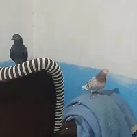 کبوتر دوتا نردوتا ماده