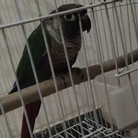 گرینچیک یلوساید