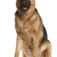 پیدا شده عکس خود سگ نیست این و همینجوری گذاشتم