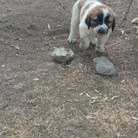 یکجفتتولهنروماده|سگ|شهرکرد, |دیوار