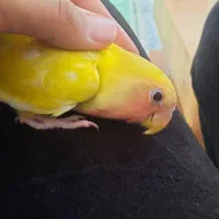 طوطی برزیلی|پرنده|پردیس, فاز ۳|دیوار