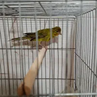 تعدادی قناری جفتی و تکی