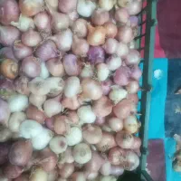 پیاز محلی متوسط شیرین
