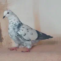 کبوتر پرشی بازی دار|پرنده|اردکان, |دیوار