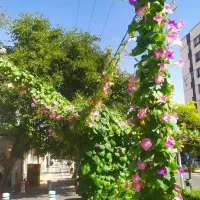 وکیل-اباد-قانع24-زمین-110متر-دهنه-6-5-کوچه-20-متری