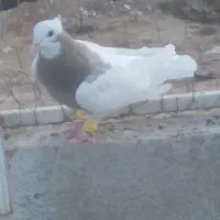 ماده طوق سوسنی|پرنده|شیراز, کیان آباد|دیوار