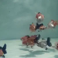 گلدفیش پاندا وارداتی|ماهی|تهران, نیروی هوایی (پیروزی)|دیوار