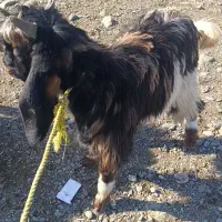 فروش دو عدد بزغاله(جیسک)نر چاق|حیوانات مزرعه|اشنویه, |دیوار