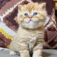 گربه اسکاتیش|گربه|تهران, زرکش|دیوار