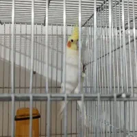 عروس هلندی لوتینو نر