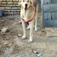 سگ پژدر|سگ|گلپایگان, |دیوار