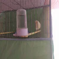 فروش قناری موزاییکی|پرنده|تربت‌حیدریه, قاسم آباد|دیوار