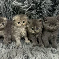بچه گربه های جذاب iran cats|گربه|آبادان, |دیوار