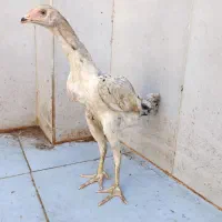 جوجه لاری یک ماهه.خروس لاری ۶ ماهه و خروس ۲ ساله|حیوانات مزرعه|رشت, جانبازان|دیوار