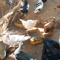 فروش اردک و مرغ ،یکجا|حیوانات مزرعه|سنگدوین, |دیوار