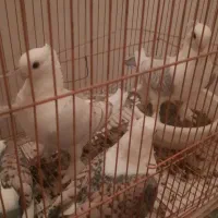 کبوتر بلژیکی اصل نوک قنار پرشی زینتی با جوجه باقفس