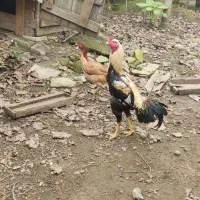 تخم لاری تخم برهمادوتاشم دارم|حیوانات مزرعه|آستارا, |دیوار