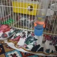 مرغ عشق جوان|پرنده|کوهدشت, |دیوار