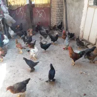 مرغ محلی جوان