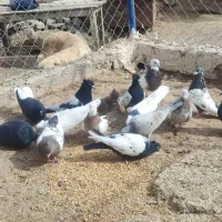 فروش کبوتر تهرانی|پرنده|تیکمه داش, |دیوار