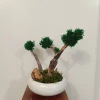 بنسای جاودانه