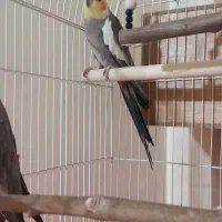 عروس هلندی جفت|پرنده|تهران, شهرک رضویه|دیوار