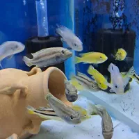 ماکرو اوراتوس مولد درشت فقط تا پس فردا ۵۰تومان