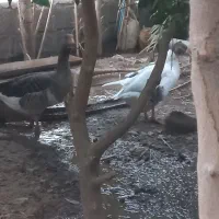 غاز مرغ شاخدار اردک