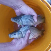 ماهی کپور بدون واسطه|ماهی|رشت, حومه رشت|دیوار